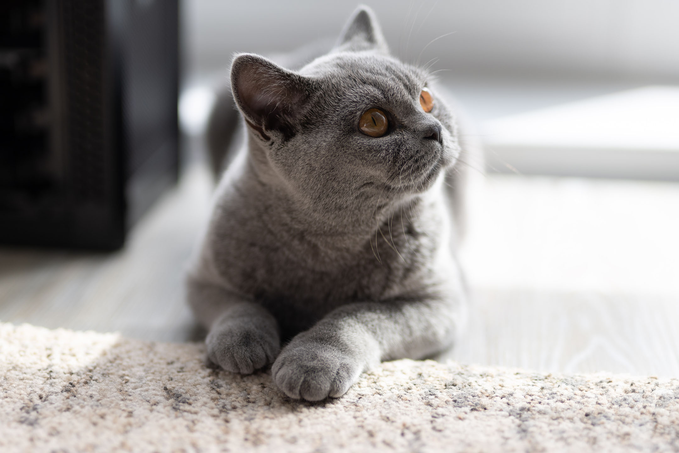 Jk cats british shorthair cat breeder in the uk award winning